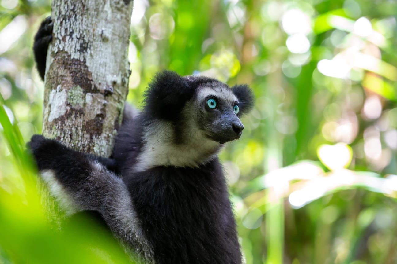 Indri indri dans la forêt d'Andasibe, Est de Madagascar