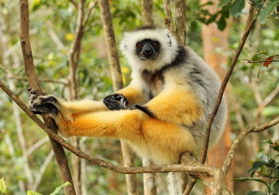Propithèque au repos dans le parc de Mantadia
