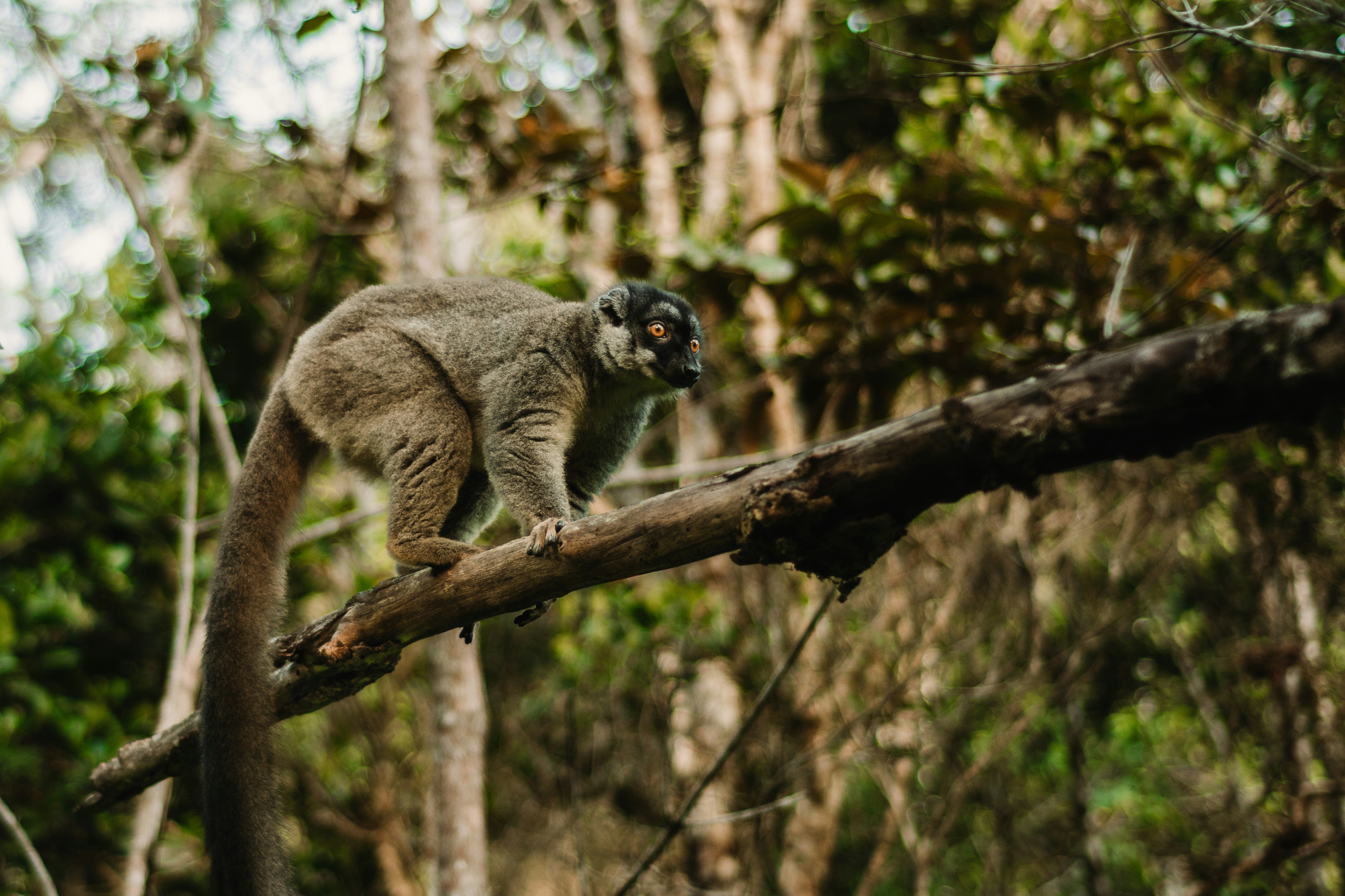 Lémurien dans la forêt humide de l'Est malgache