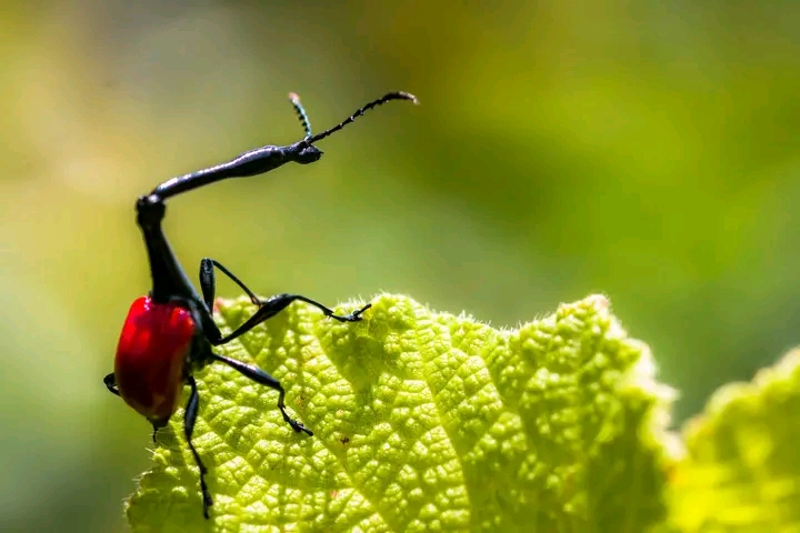 Insecte endémique observé sur le site communautaire VOI MMA