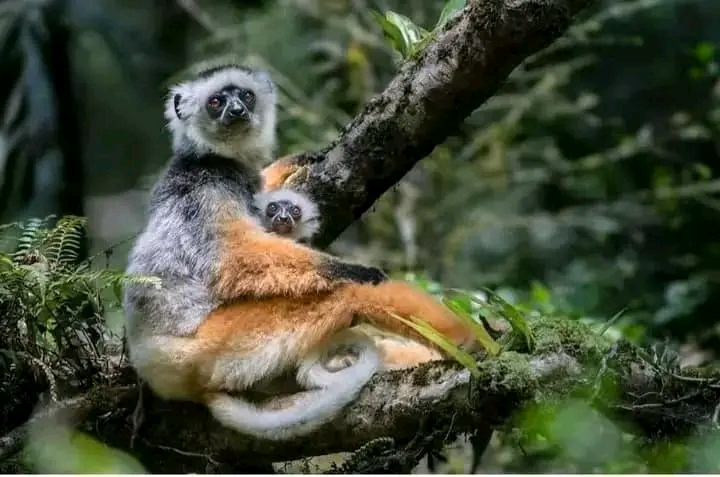 Propithèque dans la canopée, découverte de la nature malgache