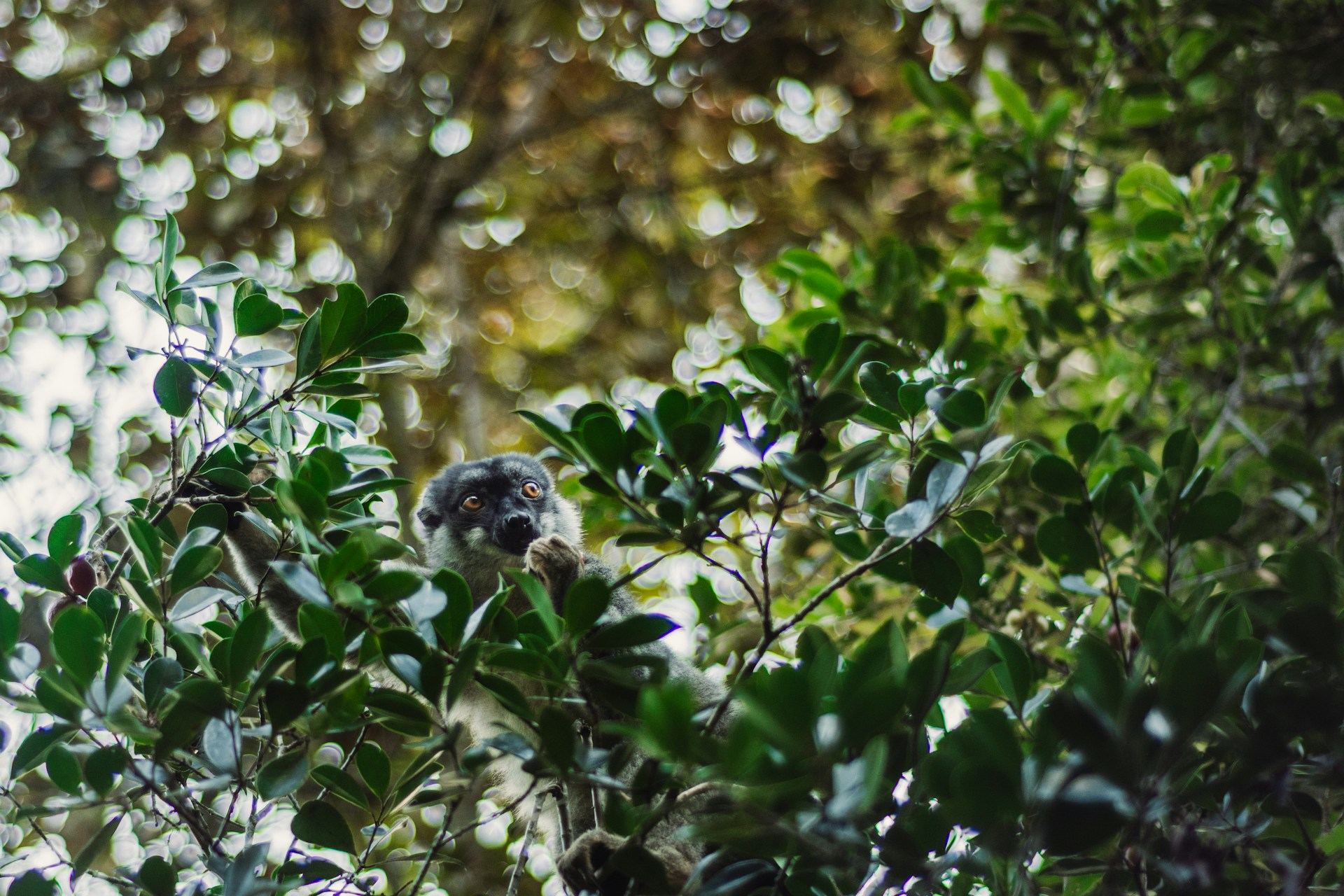 Forêt tropicale de Madagascar, cadre de nos prestations