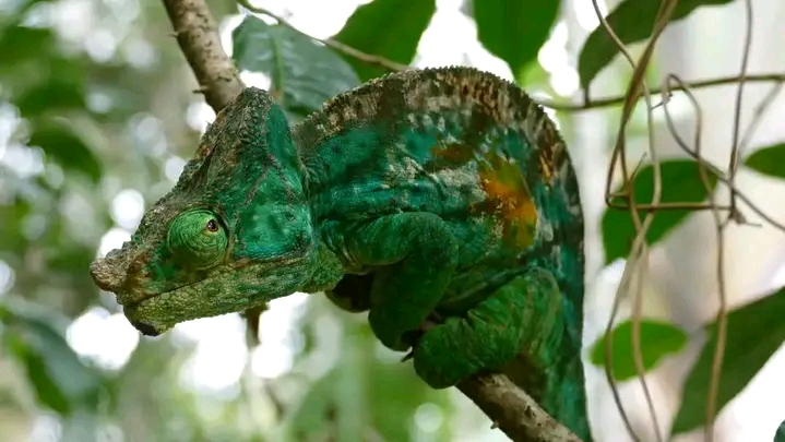 Caméléon endémique de Madagascar