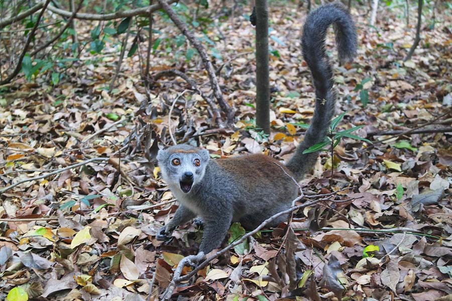 Lémurien couronné dans la réserve de l'Ankarana