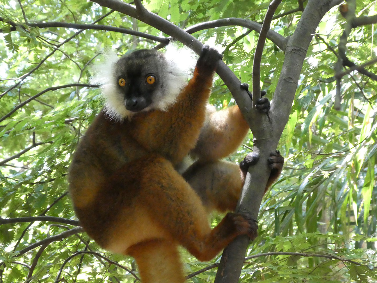 Maki macaco de Nosy Komba, l'île aux lémuriens