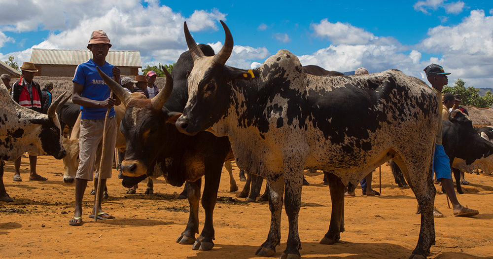 Marché aux zébus d'Ambalavao