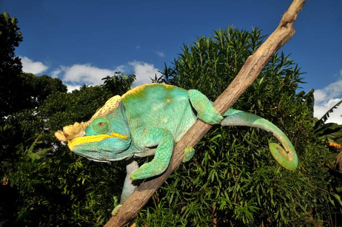 Caméléon observé dans le parc de Ranomafana
